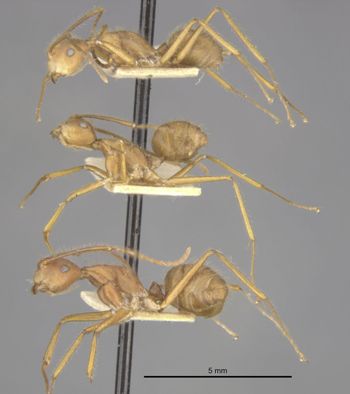 Media type: image;   Entomology 9098 Aspect: habitus lateral view
